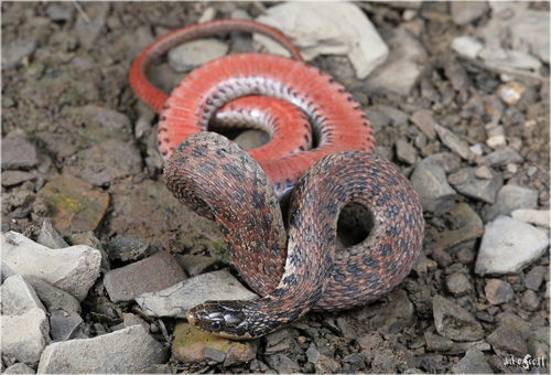 Kirtland's Snake