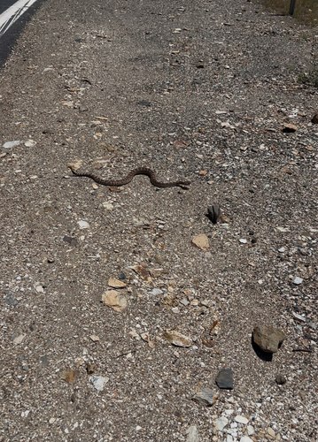 iNaturalist observation photo of Western Rattlesnake