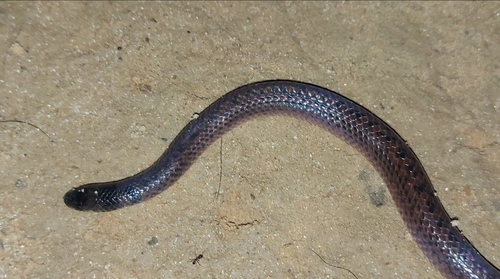 Atractus potschi