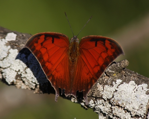 Tropical Leafwing