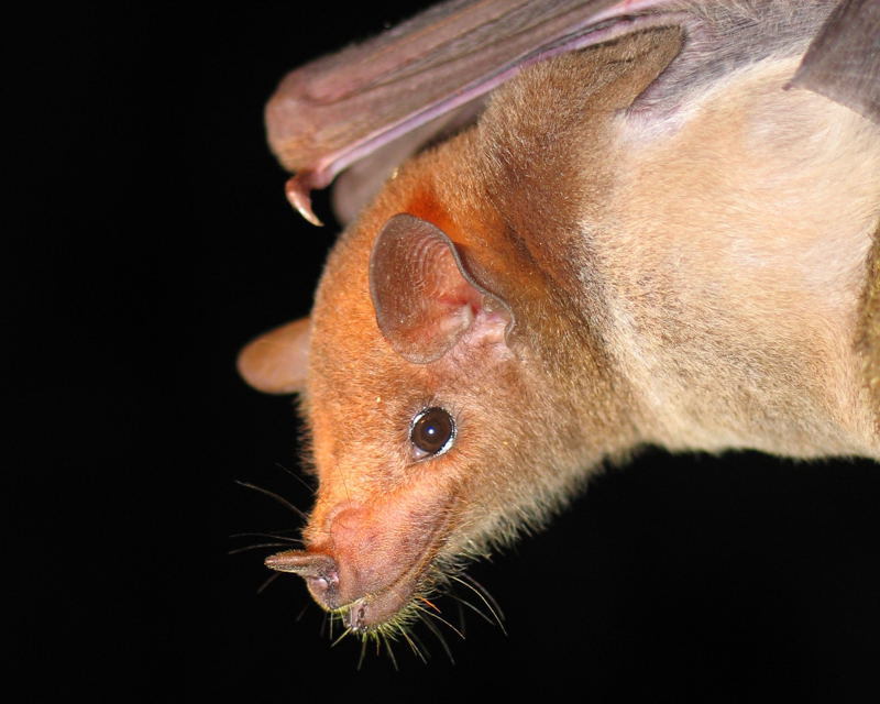 Lesser Long-nosed Bats (Leptonycteris curasoae yerbabuenae) - The