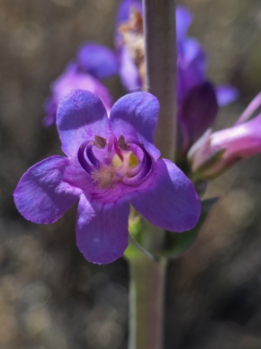 Penstemon pachyphyllus var. congestus