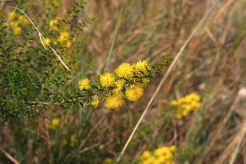 Acacia nuperrima