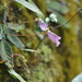 Oreocharis chienii - Photo (c) Ji-Shen Wang, όλα τα δικαιώματα διατηρούνται, uploaded by Ji-Shen Wang