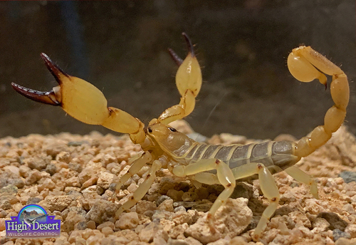 California Swollenstinger Scorpion