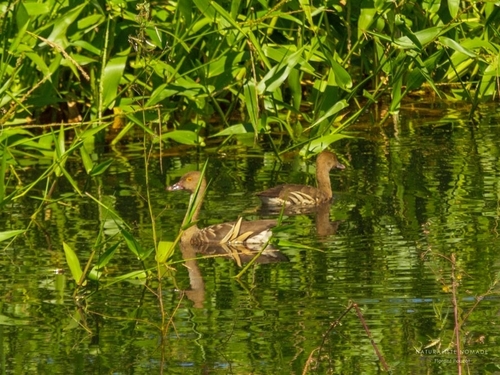 Plumed Whistling-Duck