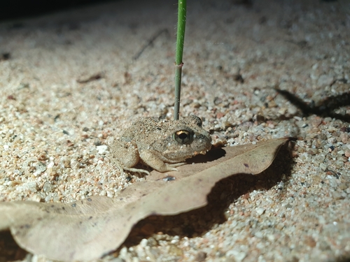 Ornate Burrowing Frog