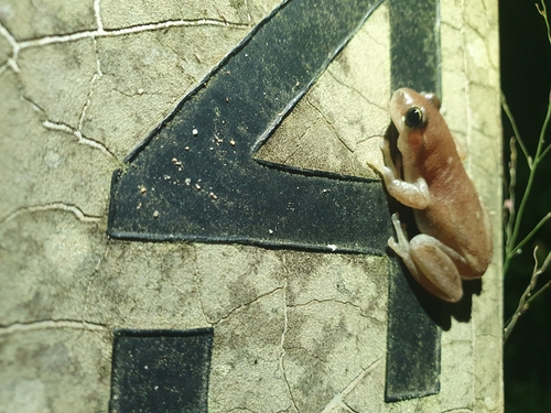 Ruddy Tree Frog