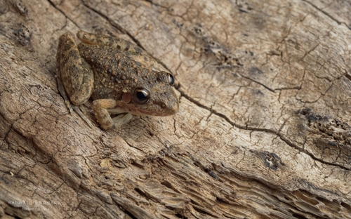 Bumpy Rocket Frog