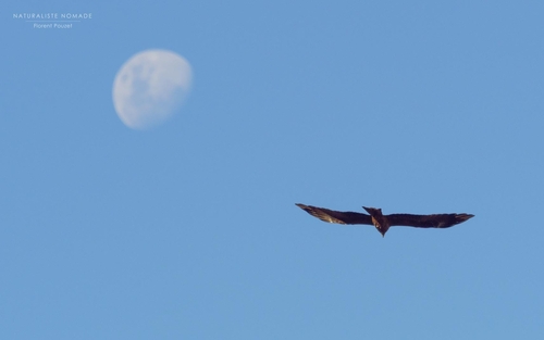 Black Kite