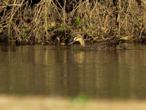 Pacific Black Duck
