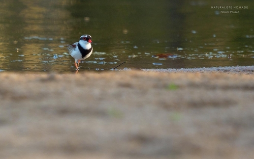 Black-fronted Dotterel