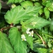 Begonia semiovata - Photo (c) Jose Macanilla, all rights reserved, uploaded by Jose Macanilla