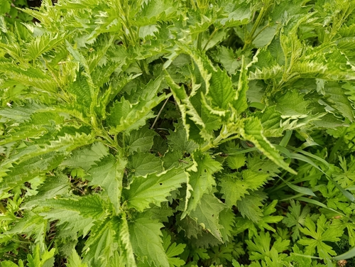 great stinging nettle