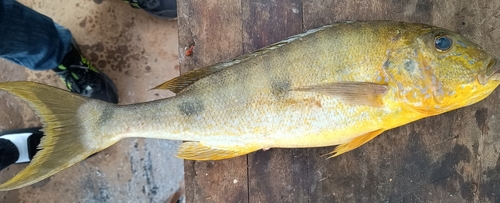 Giant Tanganyika Cichlid
