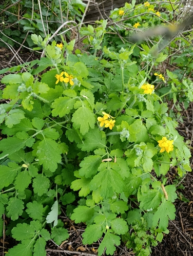Greater celandine