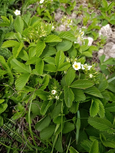 green strawberry
