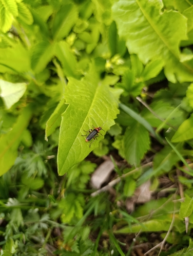 Rustic Sailor Beetle