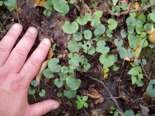 Viola appalachiensis