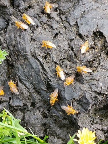 Golden Dung Fly