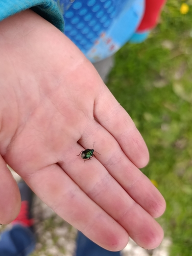 Blue Shield Bug