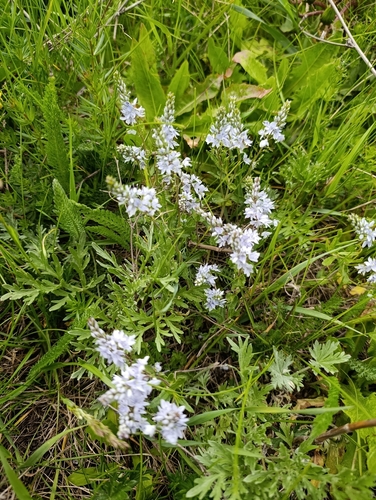 Prostrate Speedwell