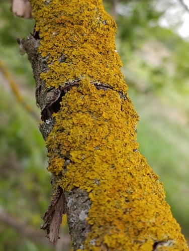 Common Sunburst Lichen