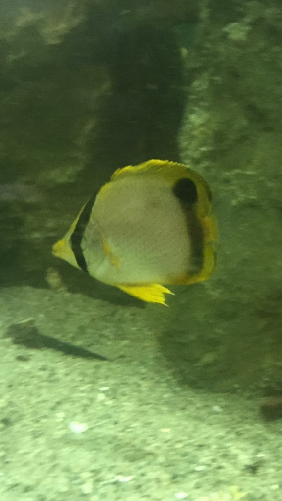 Spotfin Butterflyfish