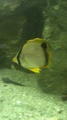 Spotfin Butterflyfish