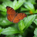 Junonia hedonia - Photo (c) Ann Dumaliang, כל הזכויות שמורות, הועלה על ידי Ann Dumaliang