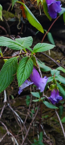 Paliavana gracilis