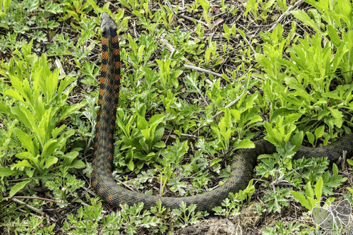 Chinese Tiger Keelback