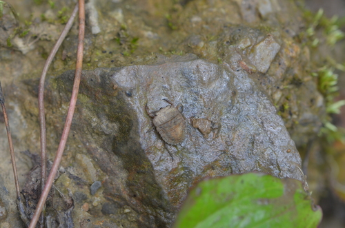 Nerthra asiatica