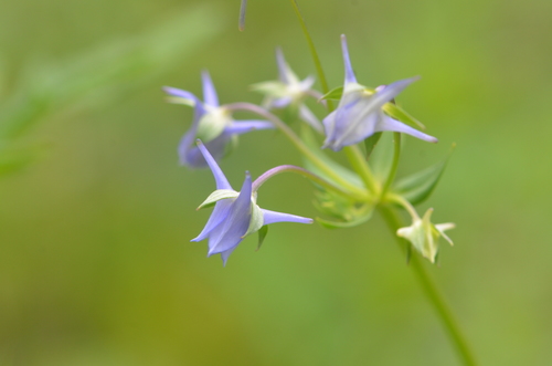 spurred gentian
