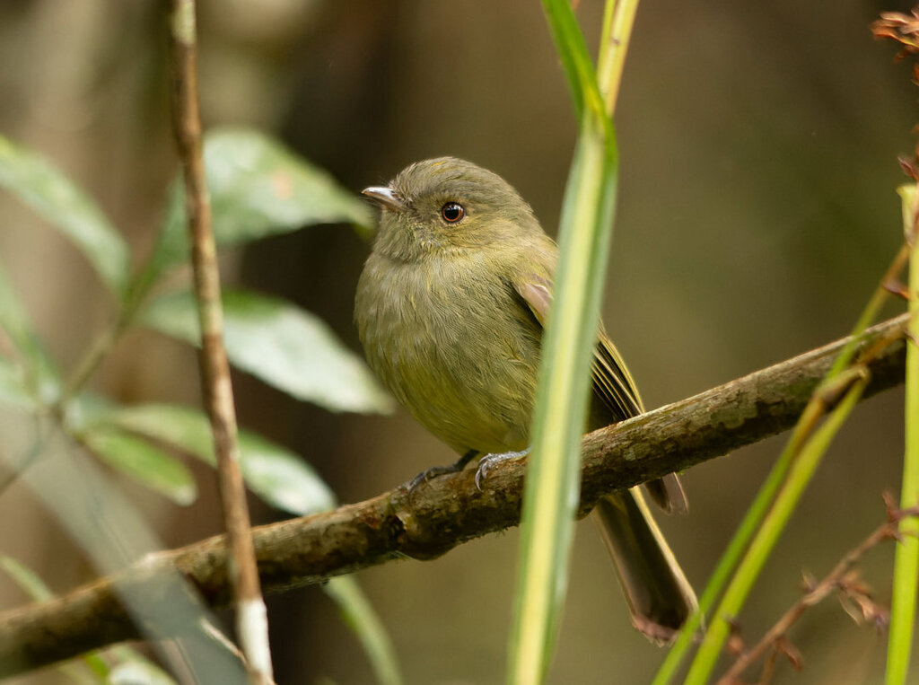 Serra do Mar Tyrant-Manakin (Protopelma chrysolophum) photo