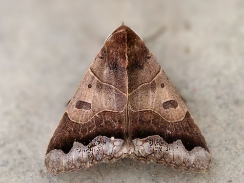 Ophiusa mejanesi Guenée, 1852