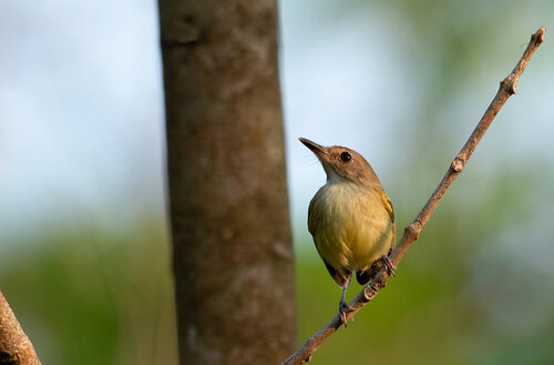 Smoky-fronted Tody-Flycatcher