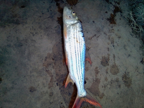 Striped Tigerfish
