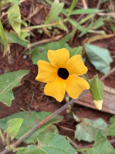 Black-eyed Susan vine