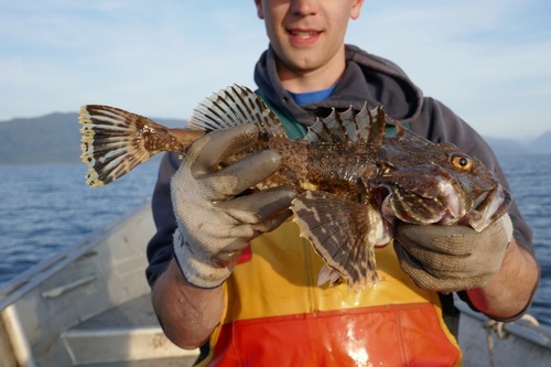 Great Sculpin
