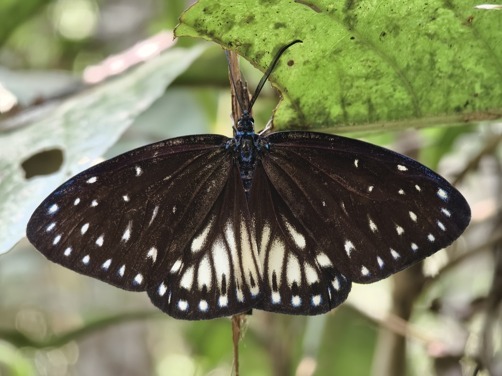 Blue-spotted Jewel Moth from Assam, India on May 5, 2025 at 10:47 AM by ...
