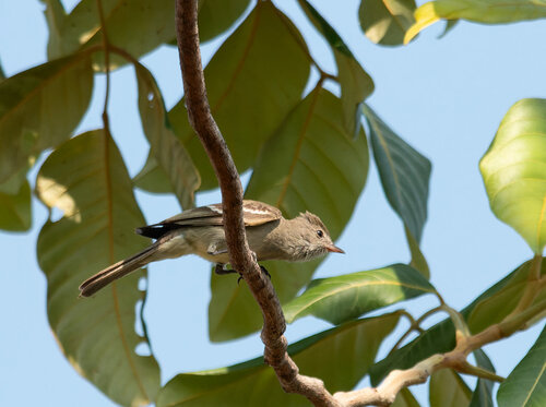 Lesser Elaenia