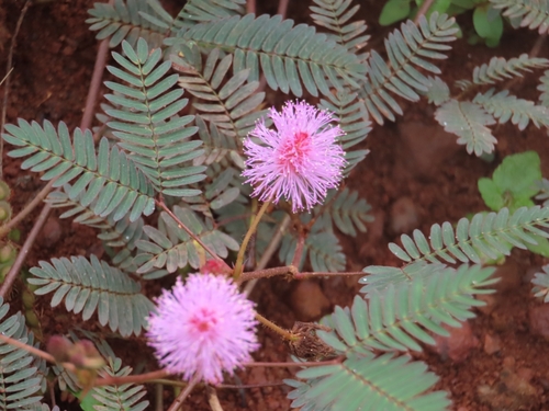 Sensitive Plant