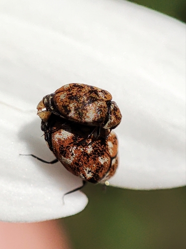 Varied Carpet Beetle