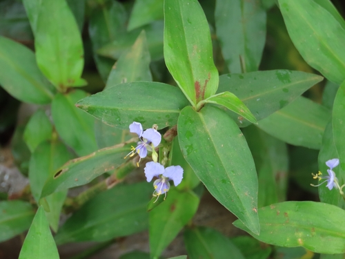 Scrambling Dayflower