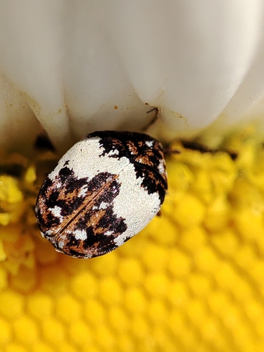 Anthrenus isabellinus