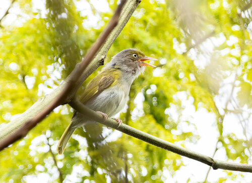 Gray-chested Greenlet