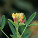 Crotalaria goreensis - Photo (c) Chandan Pandey, todos los derechos reservados, subido por Chandan Pandey