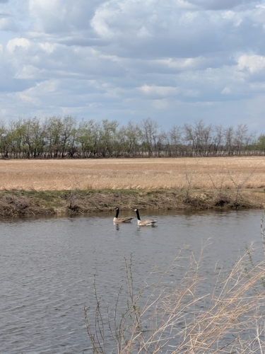 Canada Goose