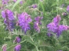 Tufted Vetch - Photo (c) Pauline Catling, all rights reserved, uploaded by Pauline Catling